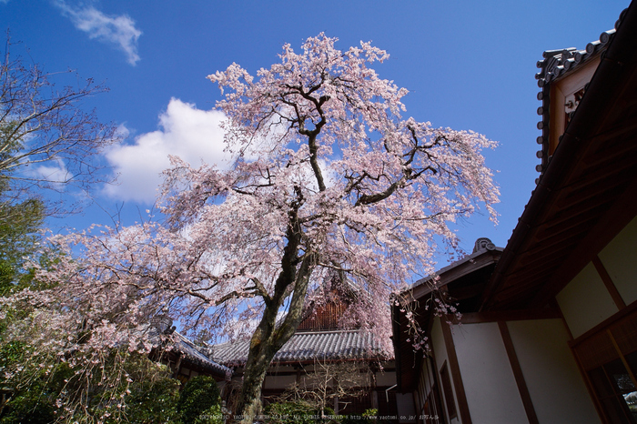 當麻寺護念院,桜(EM160344)2016yaotomi.jpg
