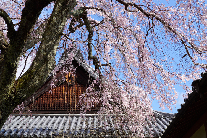 當麻寺護念院,桜(EM160365)2016yaotomi.jpg