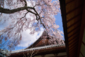 當麻寺護念院,桜(EM160377F)2016yaotomi.jpg