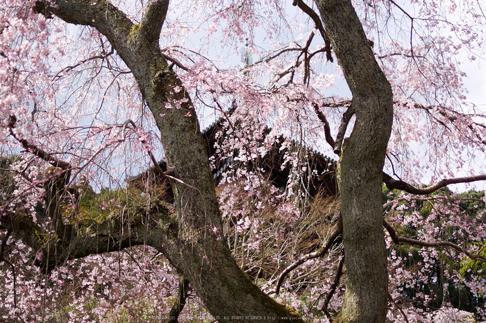 當麻寺護念院,桜(EM160391)2016yaotomi.jpg