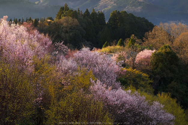 西吉野,鹿場,桃源郷(EM160110)2016yaotomi.jpg