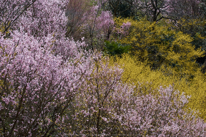 西吉野,鹿場,桃源郷(K32_6638)2016yaotomi.jpg