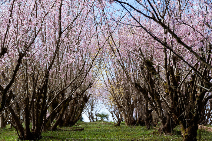 西吉野,鹿場,桃源郷(K32_6672)2016yaotomi.jpg