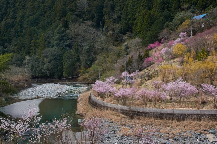 西吉野,鹿場,桃源郷(K32_6687)2016yaotomi.jpg