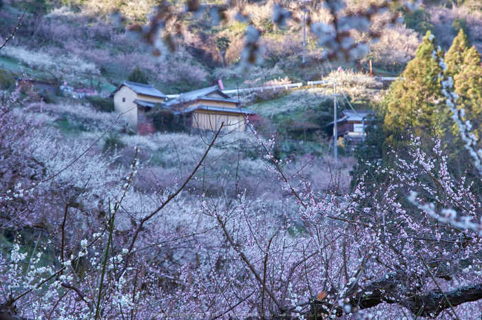 賀名生梅林(K32_5709,75 mm,F7.1,iso100)2016yaotomi_.jpg