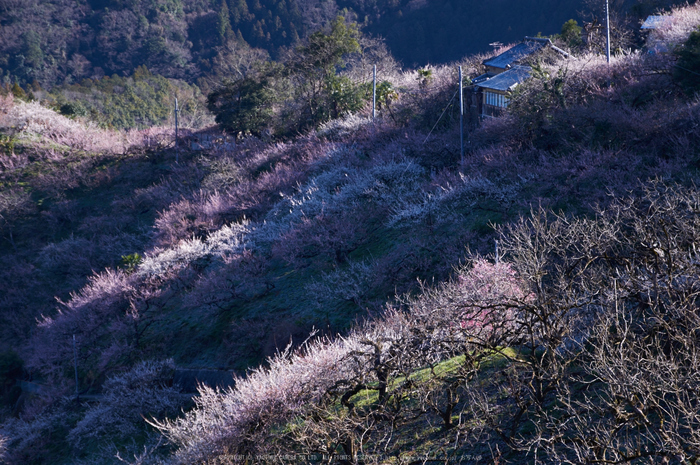 賀名生梅林(K32_5786,53 mm,F8,iso100)2016yaotomi_.jpg