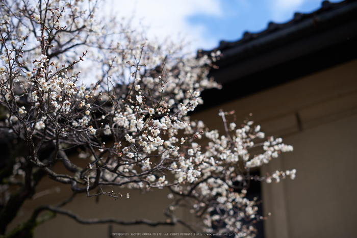 長野コシナ,ミルバス(DSC_0135,50 mm,F2.5,1-4000 秒,iso100)2016yaotomi_.jpg