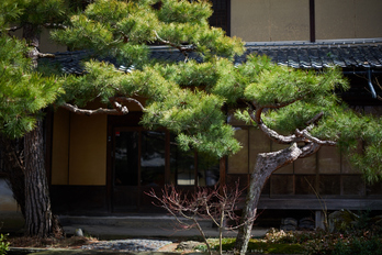 長野コシナ,ミルバス(DSC_0141,50 mm,F1.8,1-3200 秒,iso100)2016yaotomi_.jpg