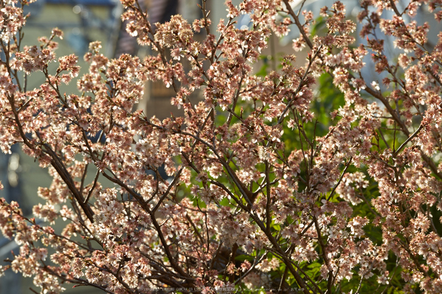 長野電鉄 冬景色(K32_6292,200 mm,F8,1-100 秒,iso100)2016yaotomi_.jpg