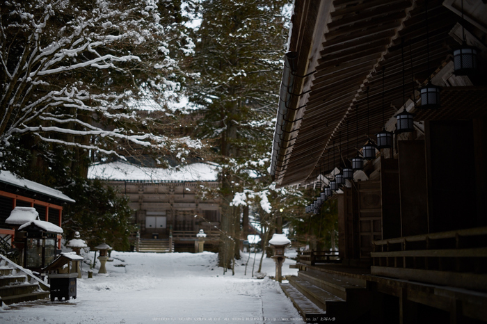 Milvus,高野山(3H5C0044,50 mm,F1.4)2016yaotomi.jpg