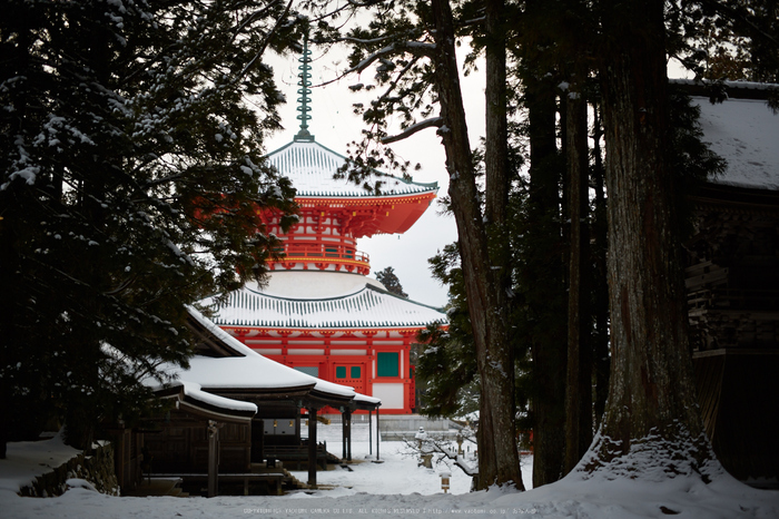 Milvus,高野山(3H5C0076,50 mm,F1.4)2016yaotomi.jpg