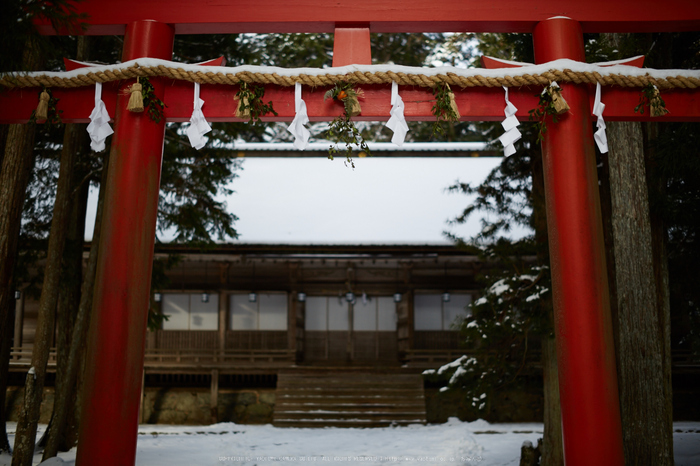 Milvus,高野山(3H5C0105,50 mm,F1.4)2016yaotomi.jpg