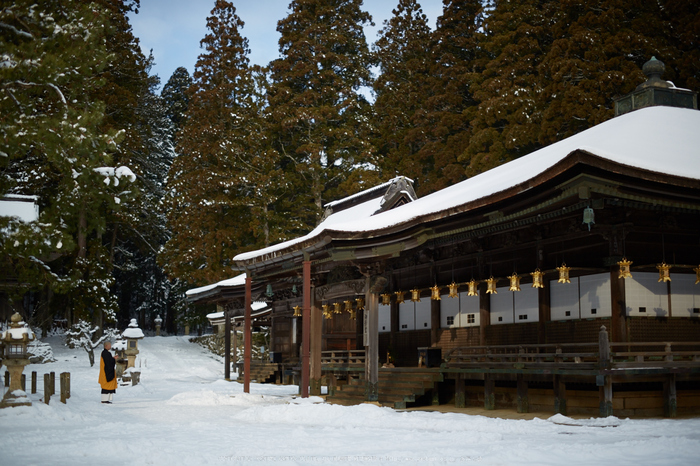 Milvus,高野山(3H5C0115,50 mm,F1.4)2016yaotomi.jpg