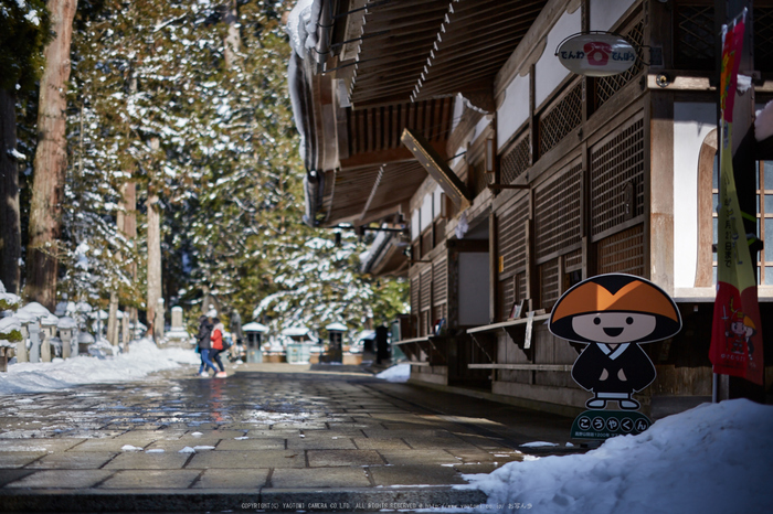 Milvus,高野山(3H5C0187,50 mm,F1.4)2016yaotomi.jpg