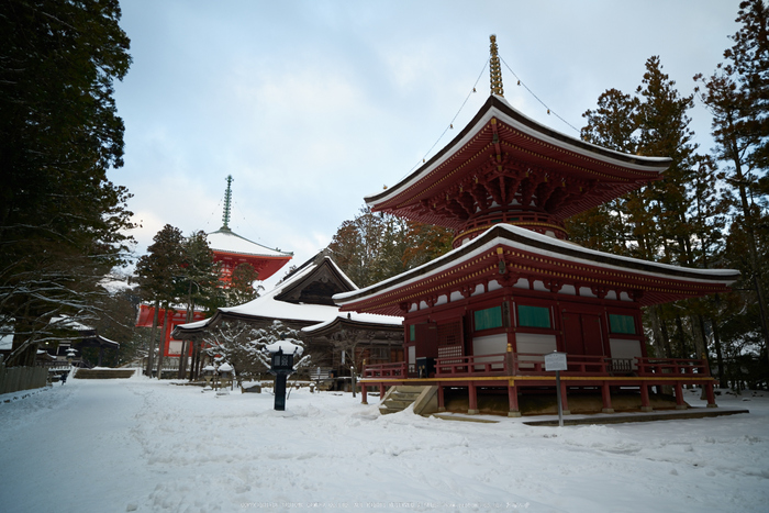 Milvus,高野山(D81_9221,21 mm,F2.8)2016yaotomi.jpg