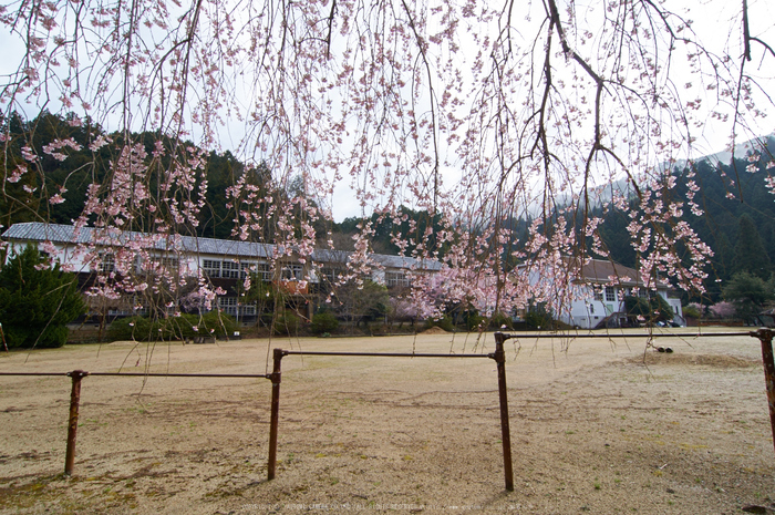 丹生小学校,桜(K32_7664,12 mm,F10)2016yaotomi.jpg