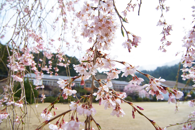 丹生小学校,桜(K32_7668,12 mm,F5.6)2016yaotomi.jpg