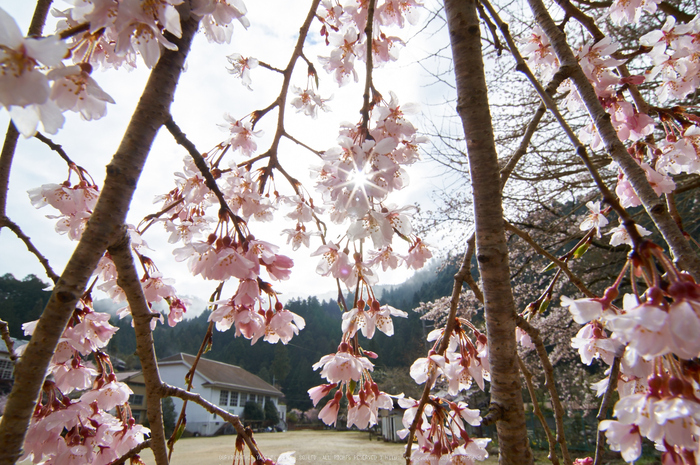 丹生小学校,桜(K32_7670,12 mm,F16)2016yaotomi.jpg