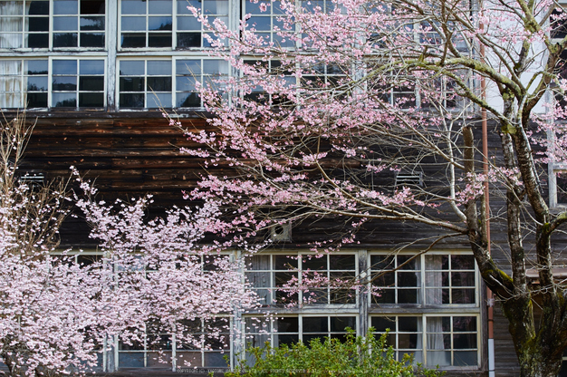 丹生小学校,桜(K32_7689,70 mm,F6.3)2016yaotomi.jpg