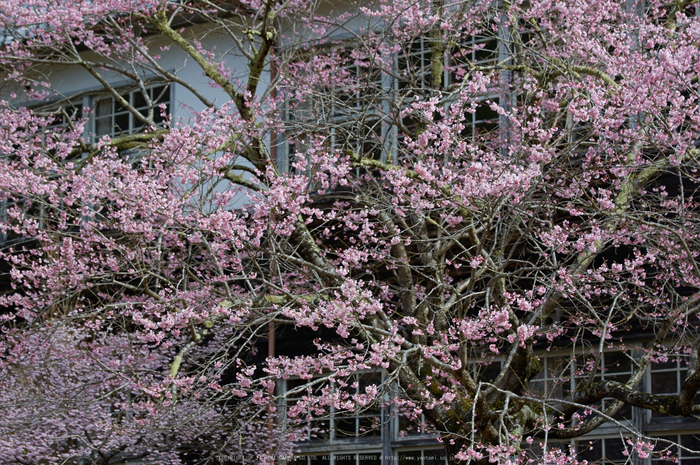 丹生小学校,桜(K32_7694,88 mm,F4)2016yaotomi.jpg