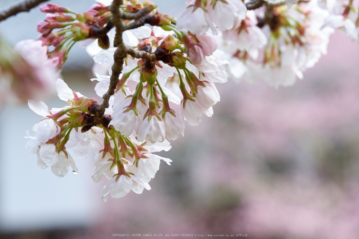 丹生小学校,桜(K32_7705,200 mm,F10)2016yaotomi.jpg