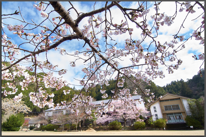 丹生小学校,桜(K32_7720,12-mm,F9)2016yaotomi_T.jpg