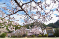 丹生小学校,桜(K32_7720f,12 mm,F9)2016yaotomi.jpg