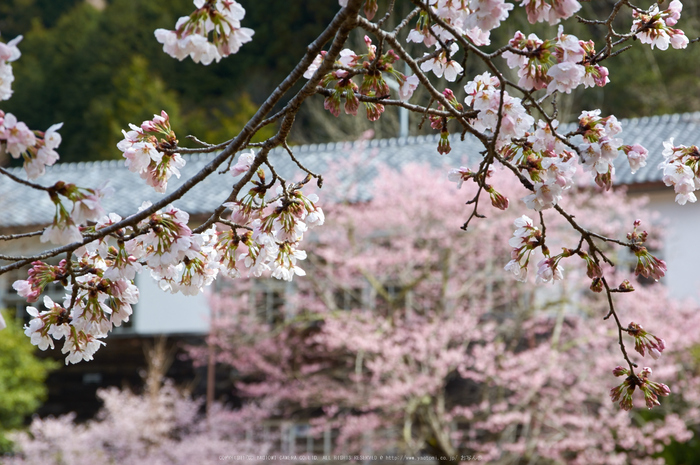 丹生小学校,桜(K32_7722,68 mm,F9)2016yaotomi.jpg