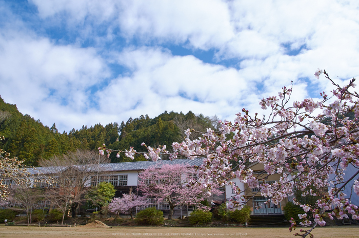 丹生小学校,桜(K32_7723,16 mm,F9)2016yaotomi.jpg