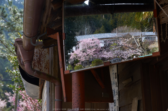 丹生小学校,桜(K32_7732,53 mm,F7.1)2016yaotomi.jpg