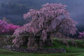 又兵衛桜(DSCF0009f,54 mm,F7.1)2016yaotomi.jpg