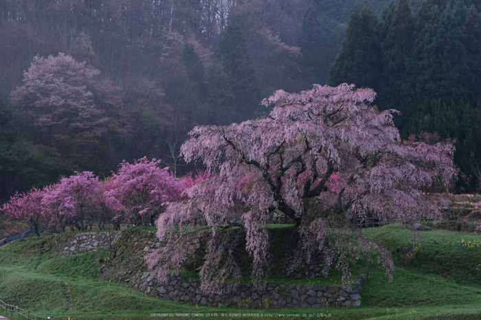 又兵衛桜(DSCF0046,72 mm,F7.1)2016yaotomi 1.jpg