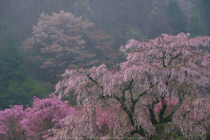 又兵衛桜(DSCF0060,140 mm,F8)2016yaotomi.jpg