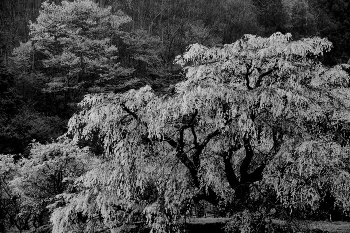 又兵衛桜(DSCF0071,140 mm,F8)2016yaotomi.jpg