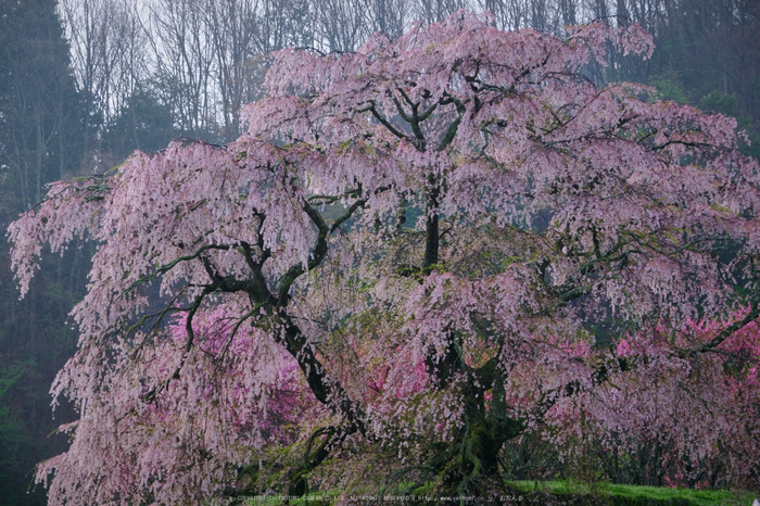 又兵衛桜(DSCF0087,111 mm,F7.1)2016yaotomi.jpg