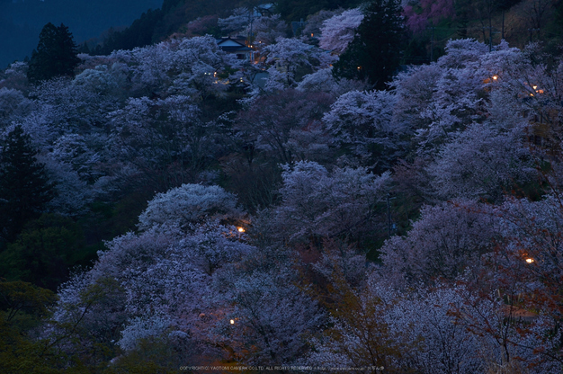 吉野山,桜,K32_8016,60 mm,F10_2016yaotomi.jpg