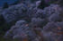 吉野山,桜,K32_8016RRS,60 mm,F10_2016yaotomi.jpg