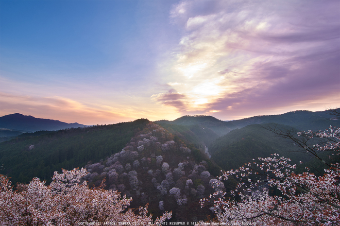 吉野山,桜,K32_8095ps,12 mm,F10_2016yaotomi_s.jpg