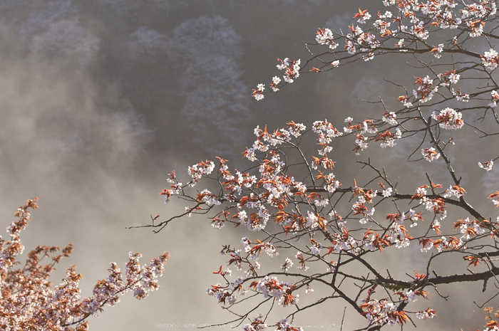 吉野山,桜,K32_8149,70 mm,F7.1_2016yaotomi.jpg