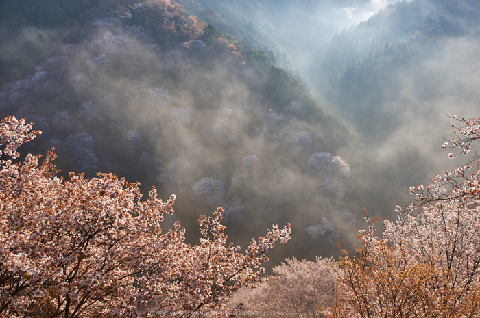 吉野山,桜,K32_8170,28 mm,F10_2016yaotomi.jpg