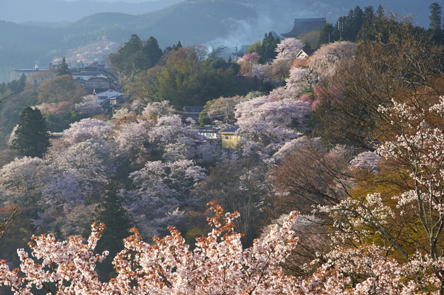吉野山,桜,K32_8203,75 mm,F10_2016yaotomi.jpg