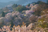 吉野山,桜,K32_8203RRS,75 mm,F10_2016yaotomi.jpg