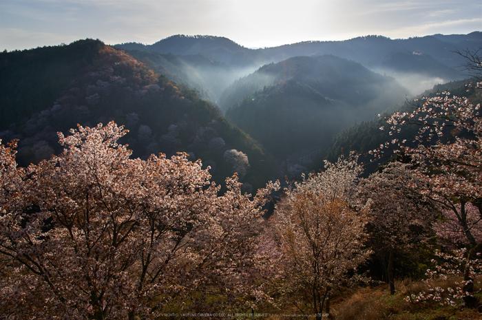 吉野山,桜,K32_8217,16 mm,F8_2016yaotomi.jpg
