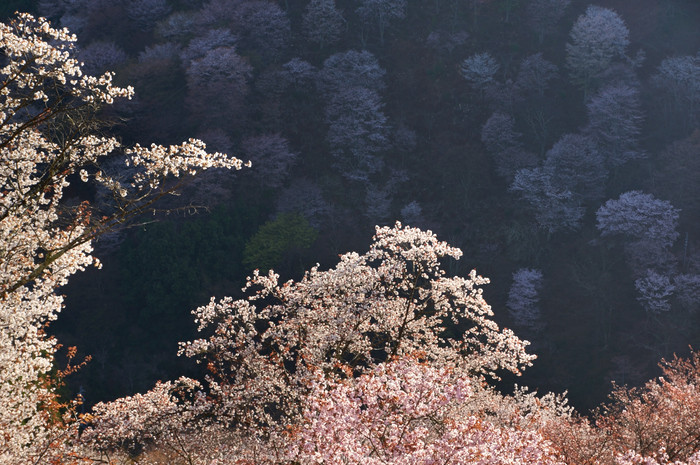 吉野山,桜,K32_8241,48 mm,F9_2016yaotomi.jpg