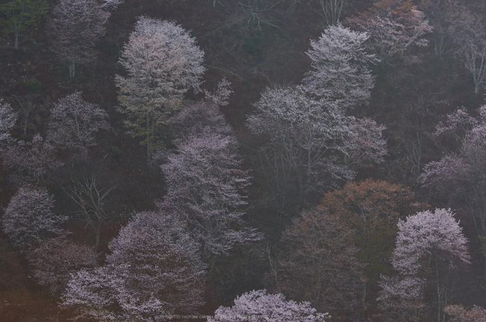 吉野山,桜,K32_8261,108 mm,F7.1_2016yaotomi.jpg