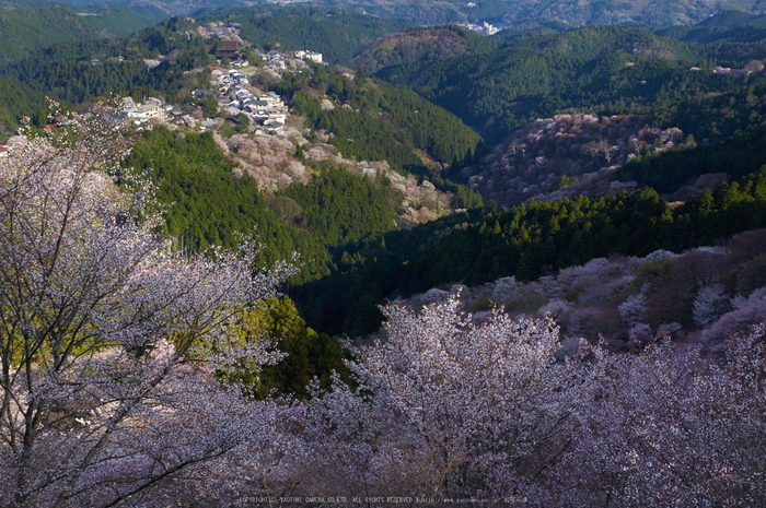 吉野山,桜,K32_8286,39 mm,F8_2016yaotomi.jpg