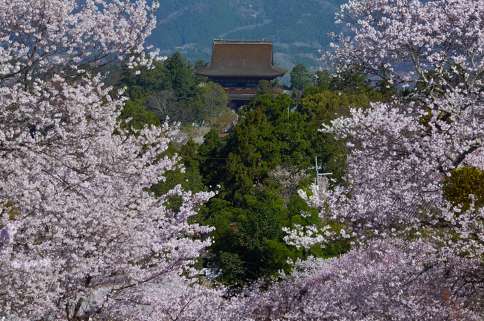 吉野山,桜,K32_8301,150 mm,F8_2016yaotomi.jpg