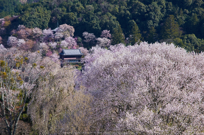 吉野山,桜,K32_8311,85 mm,F8_2016yaotomi.jpg