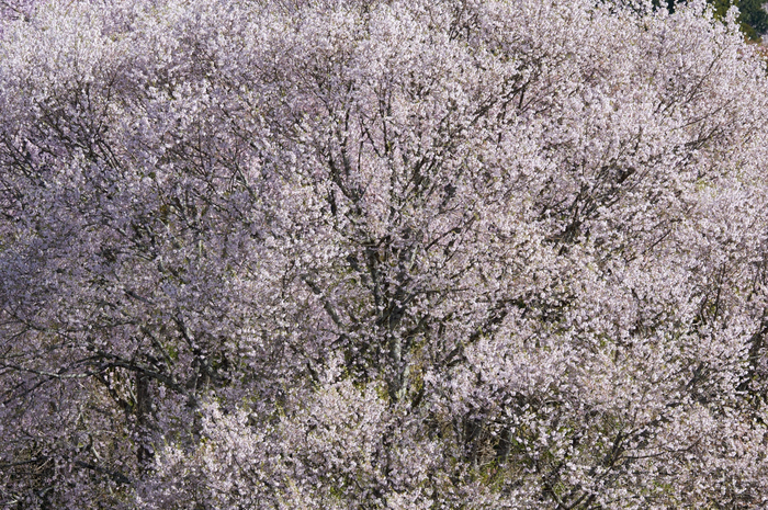 吉野山,桜,K32_8334,160 mm,F7.1_2016yaotomi.jpg