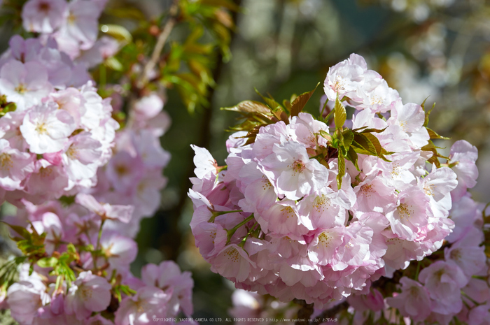 吉野山,桜,K32_8336,200 mm,F7.1_2016yaotomi.jpg